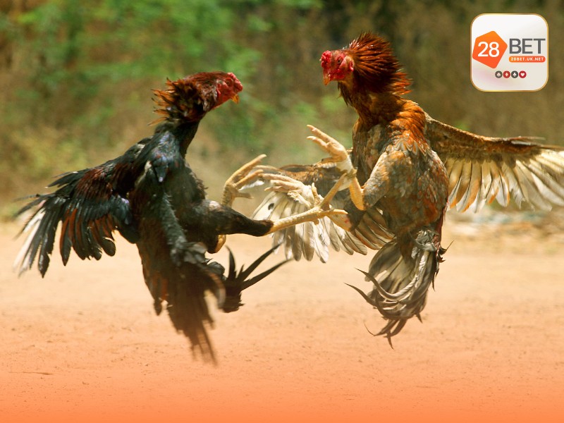 Đá gà 28BET – Kịch tính từng trận đấu